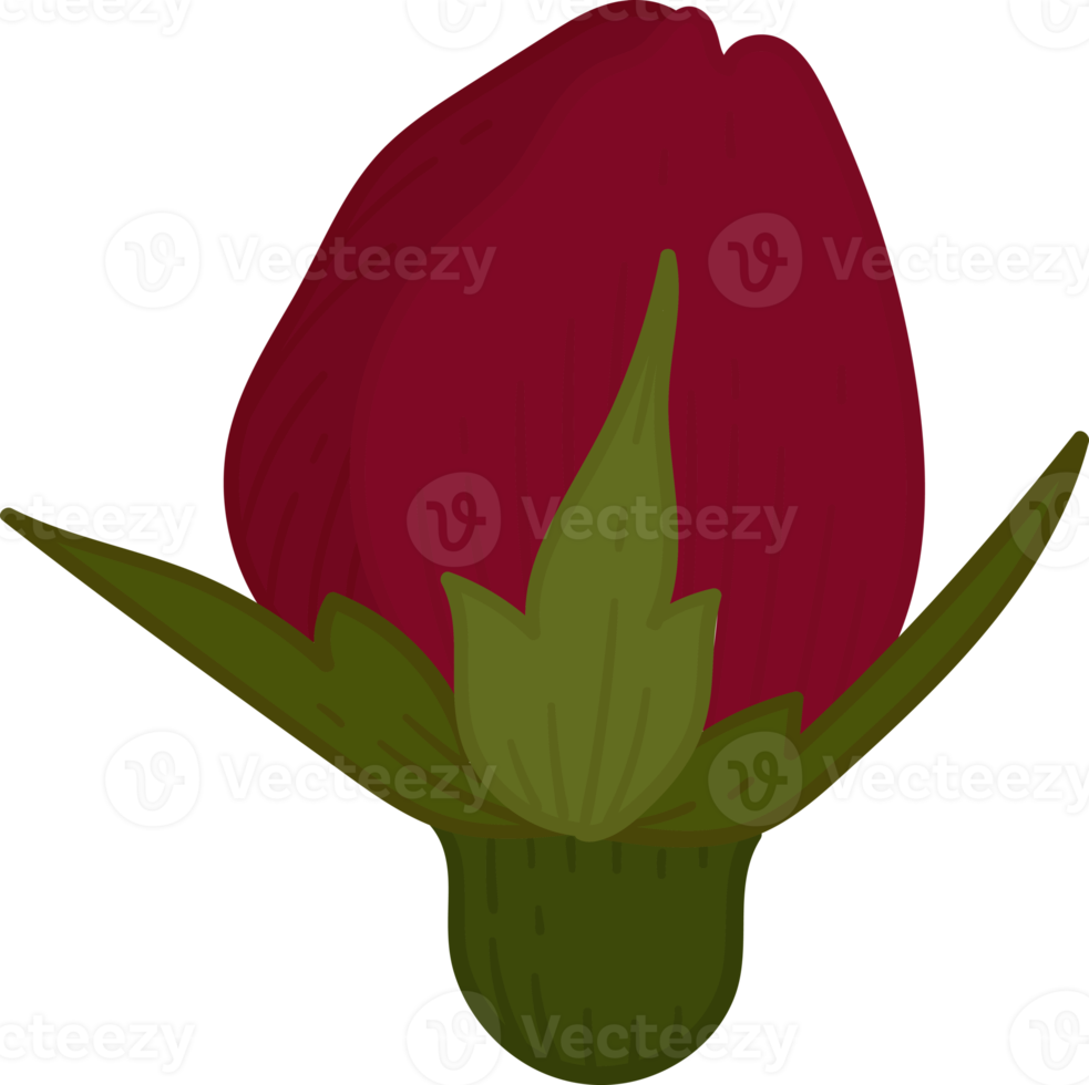 Hand drawn red rose flower png