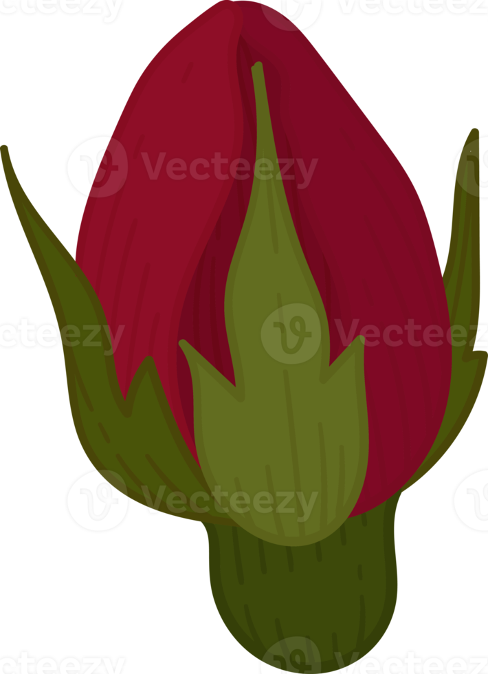 handritad röd ros blomma png