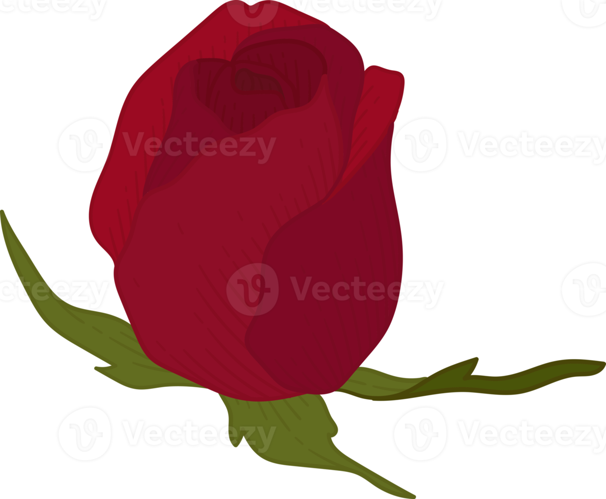 Hand drawn red rose flower png