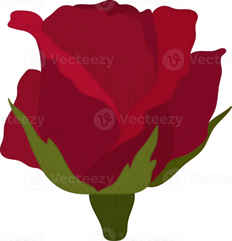 Hand drawn red rose flower png