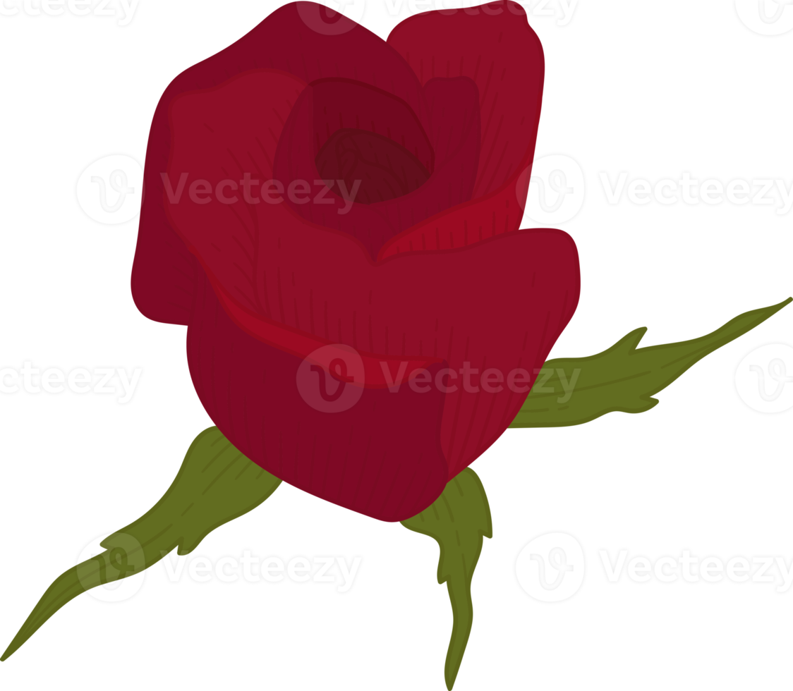 Hand drawn red rose flower png