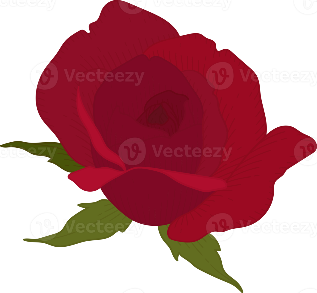 Hand drawn red rose flower png