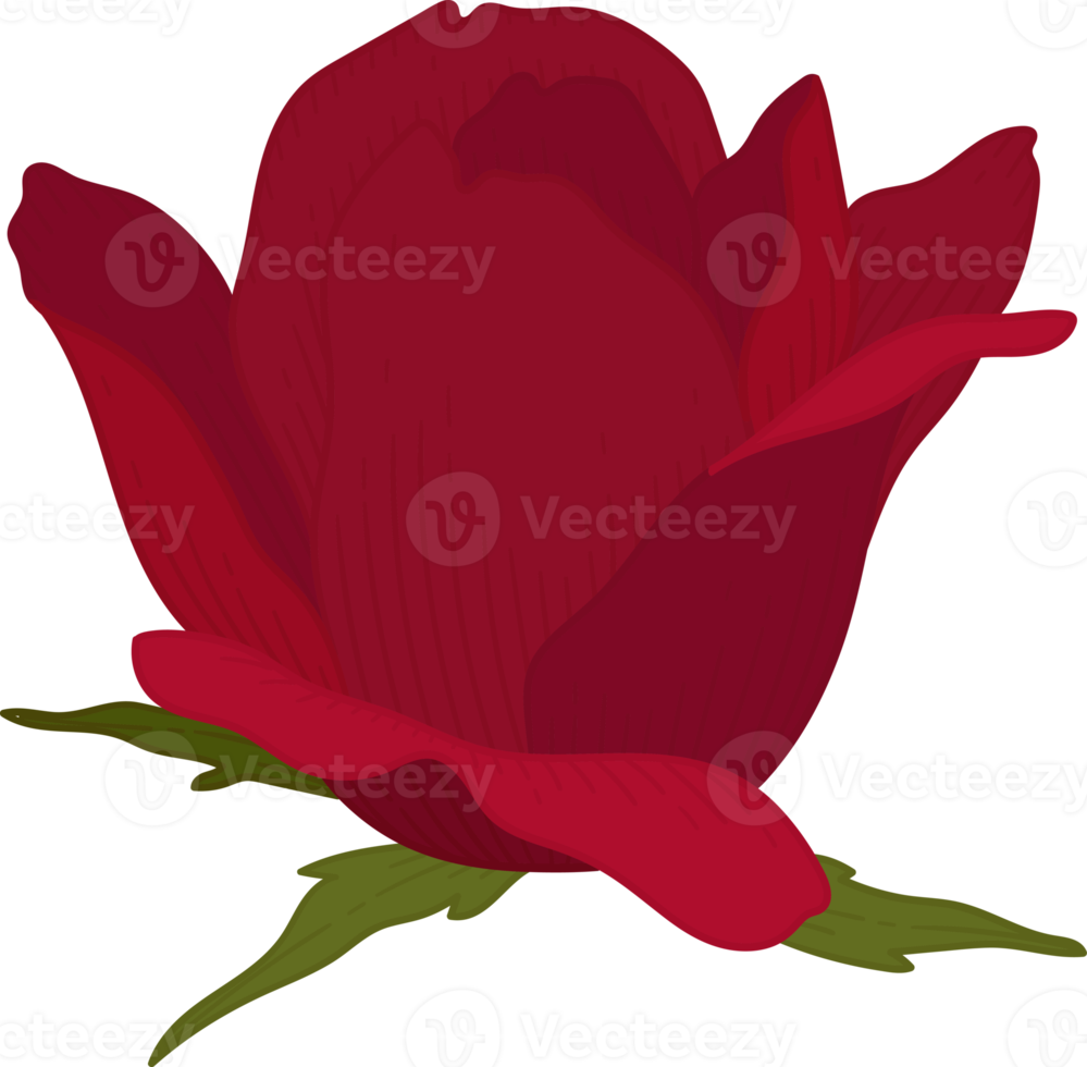 Hand drawn red rose flower png