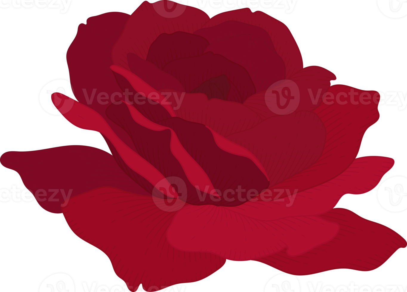 Hand drawn red rose flower png