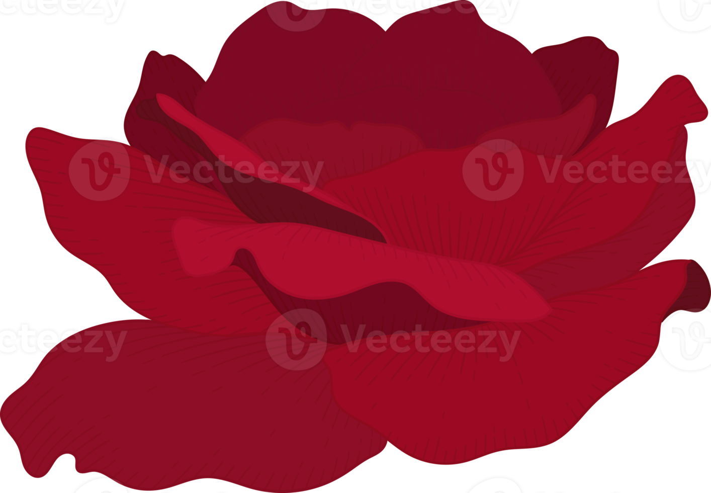 Hand drawn red rose flower png