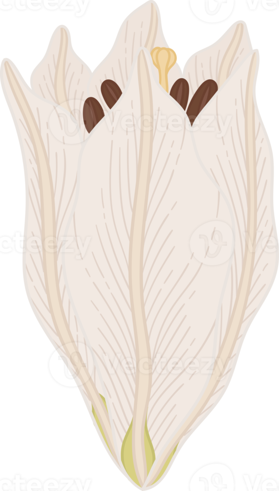 Hand drawn white lily flower png