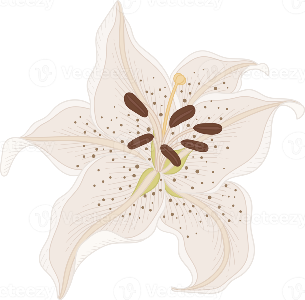 Hand drawn white lily flower png