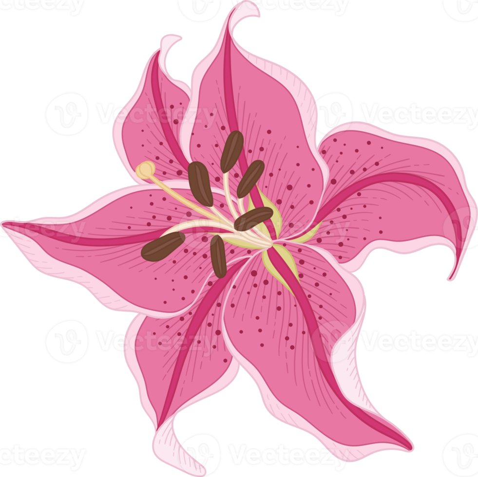 Hand drawn pink lily flower png