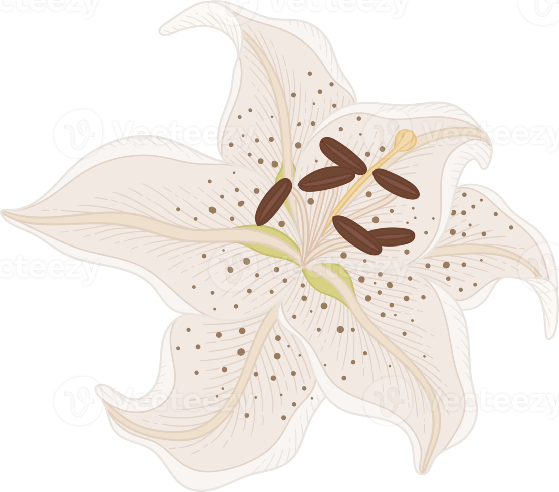 Hand drawn white lily flower png