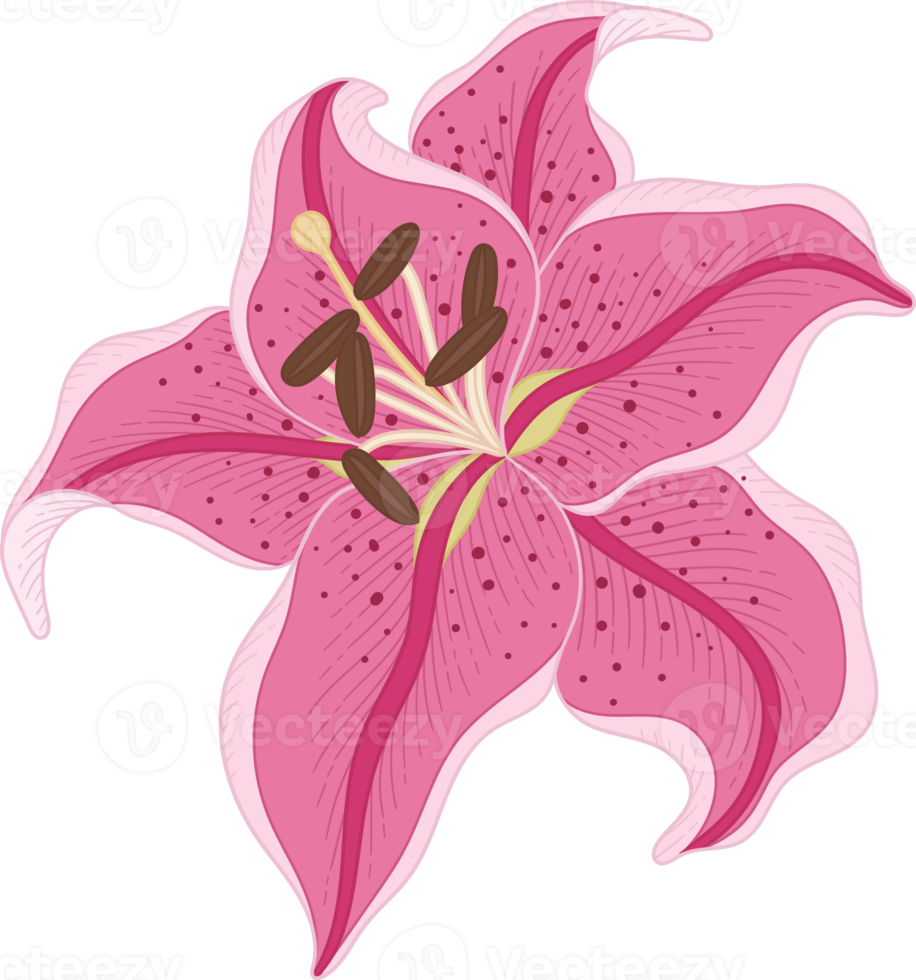 Hand drawn pink lily flower png