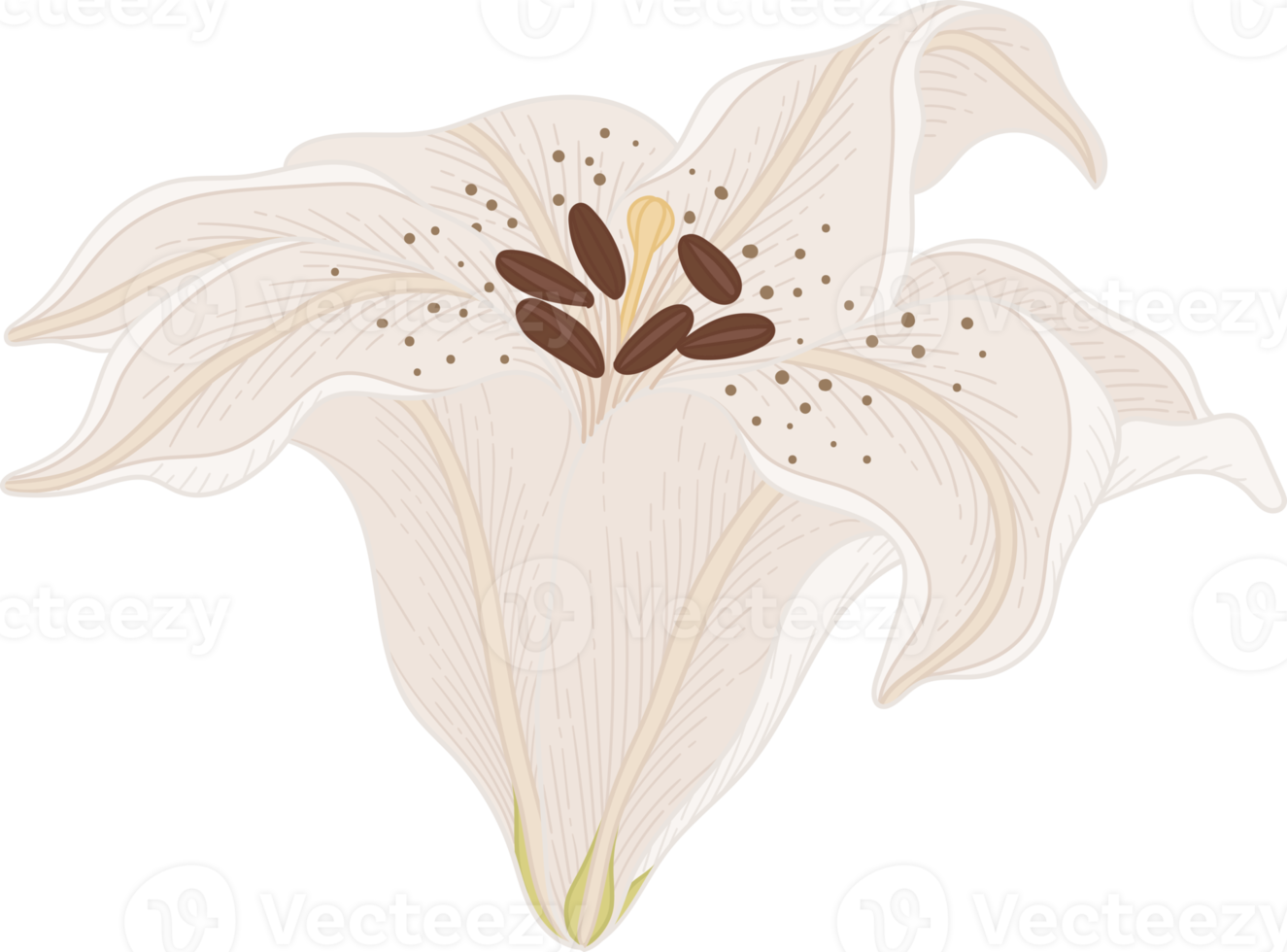 handritad vit lilja blomma png