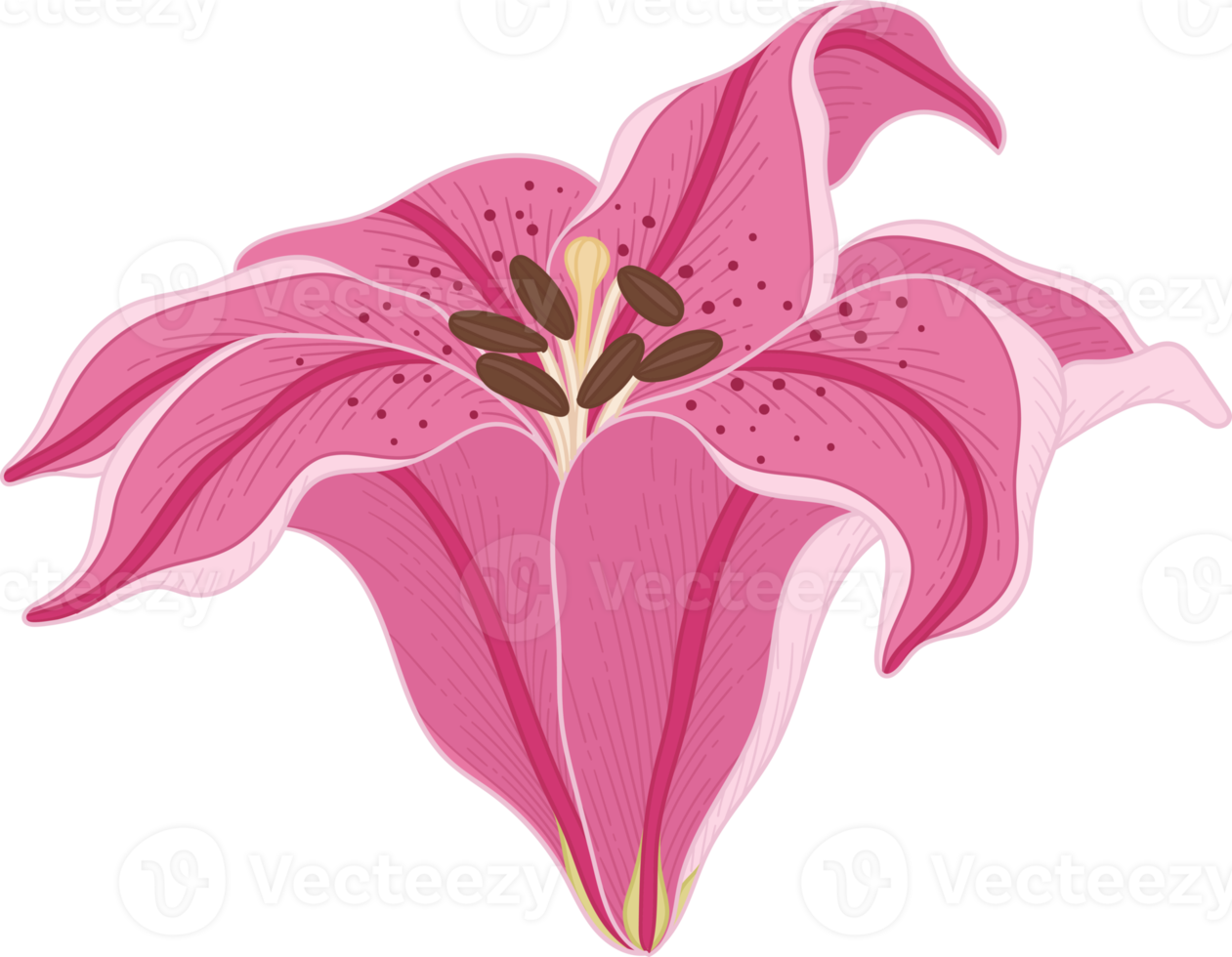 Hand drawn pink lily flower png