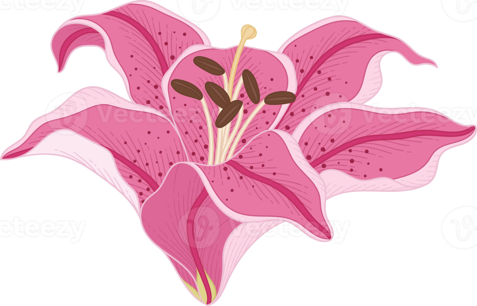 Hand drawn pink lily flower png