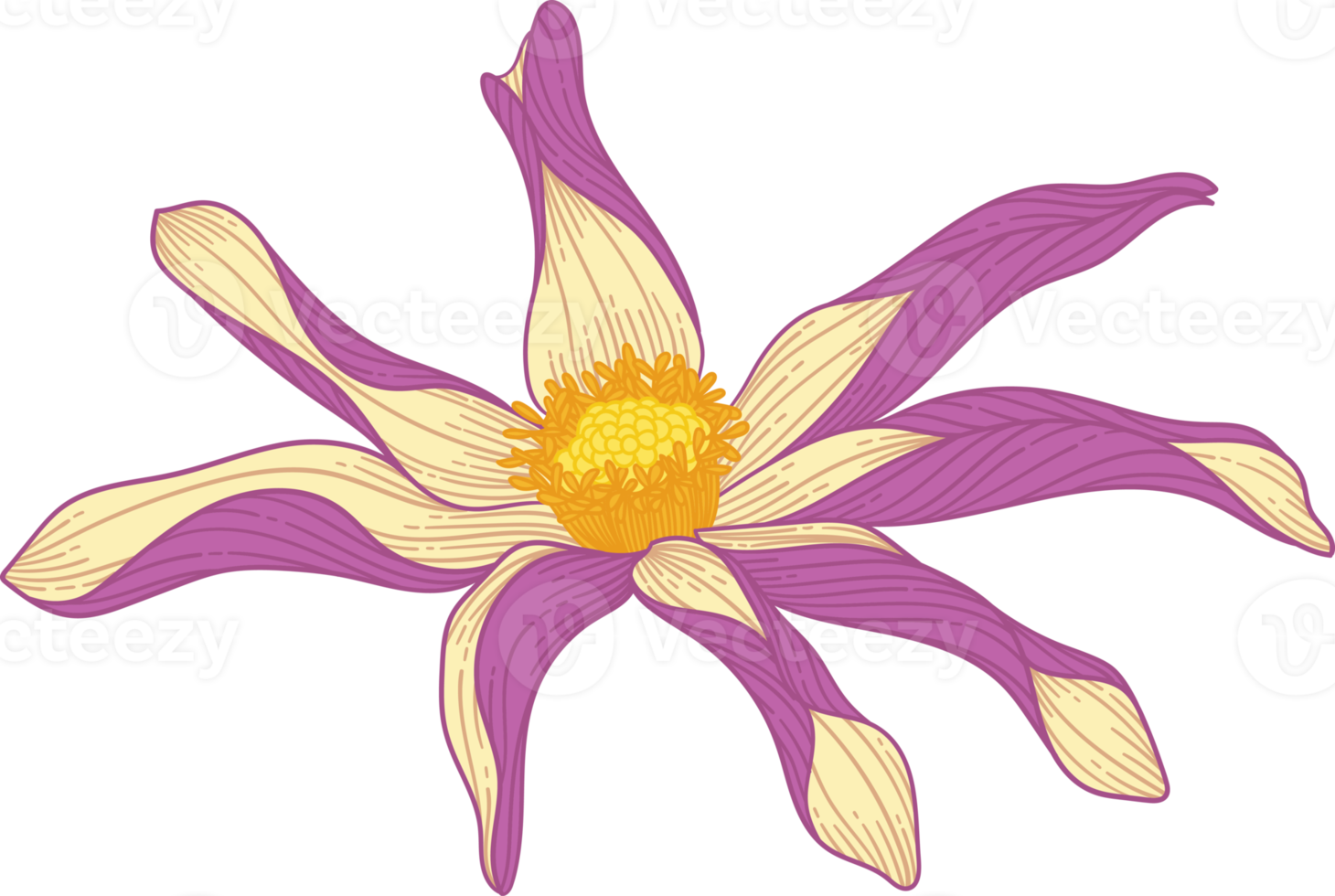 Hand drawn purple dahlia flower png