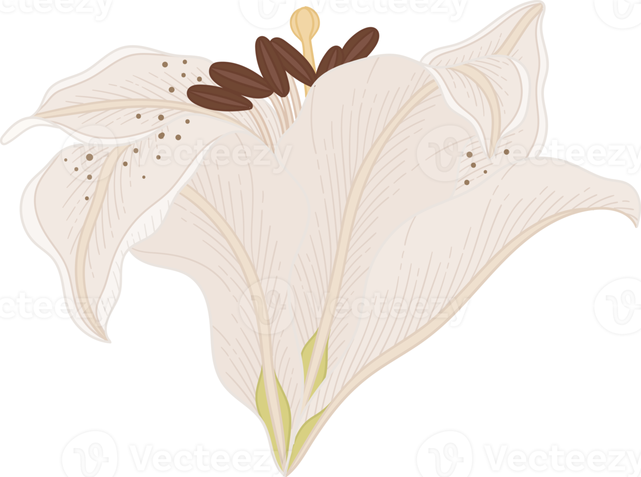 Hand drawn white lily flower png