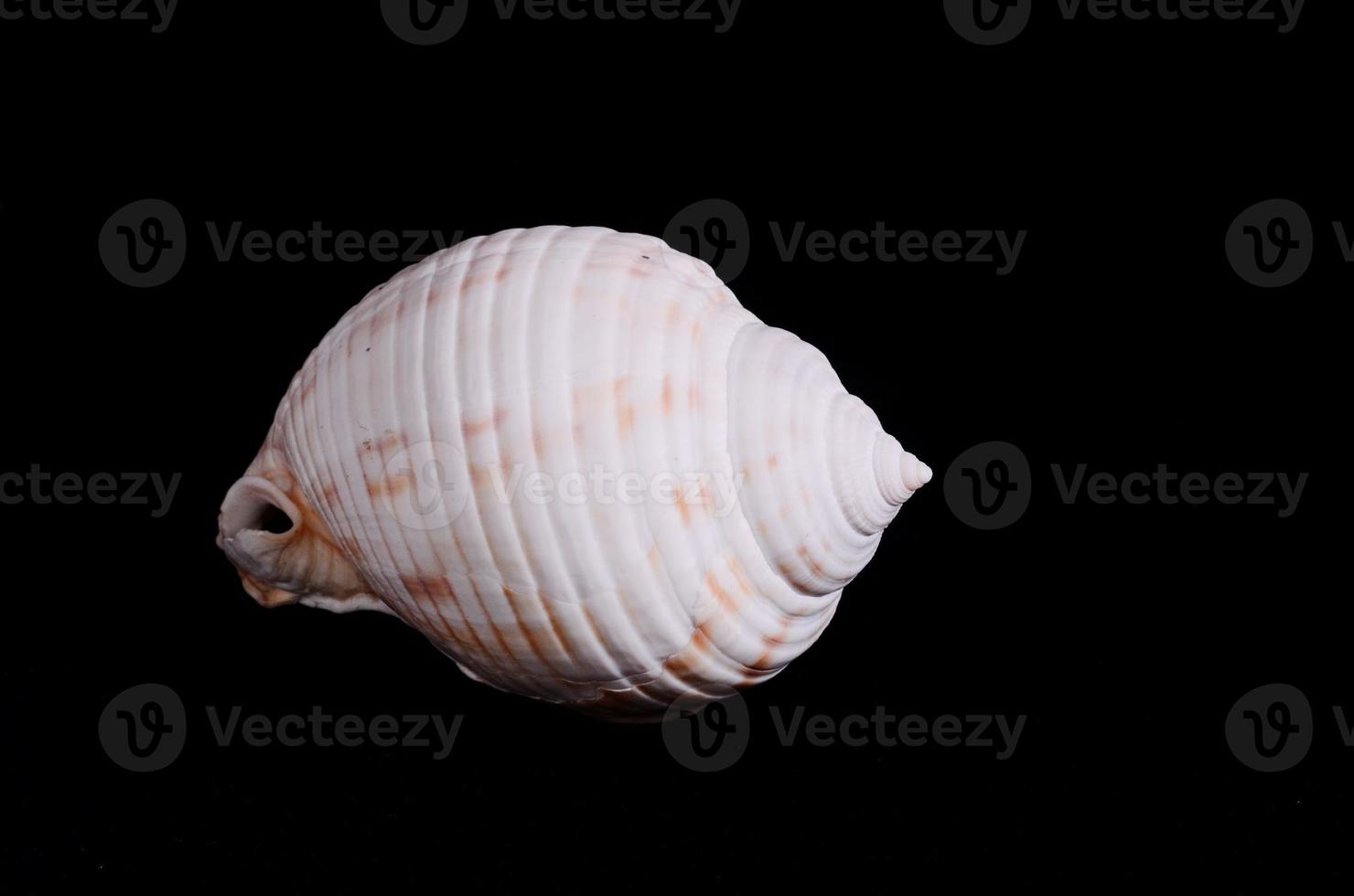 Scallop Shell Isolated photo