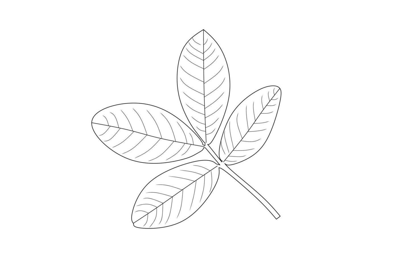 peanut.arachis hypogaea. leaf vector isolated on white background