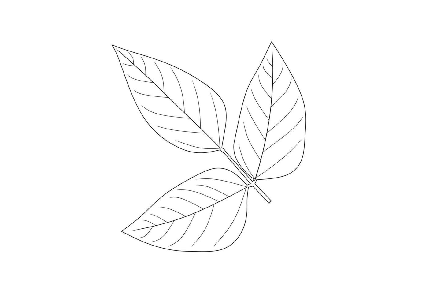 The soybean, soy bean, or soya bean .Glycine max. leaf isolated on white background vector