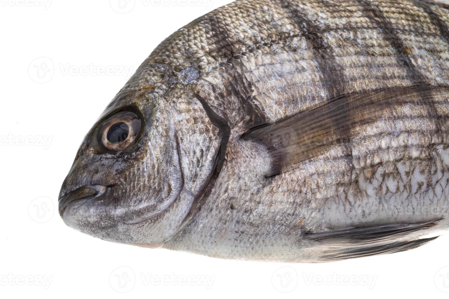 Raw Tilapia on white photo