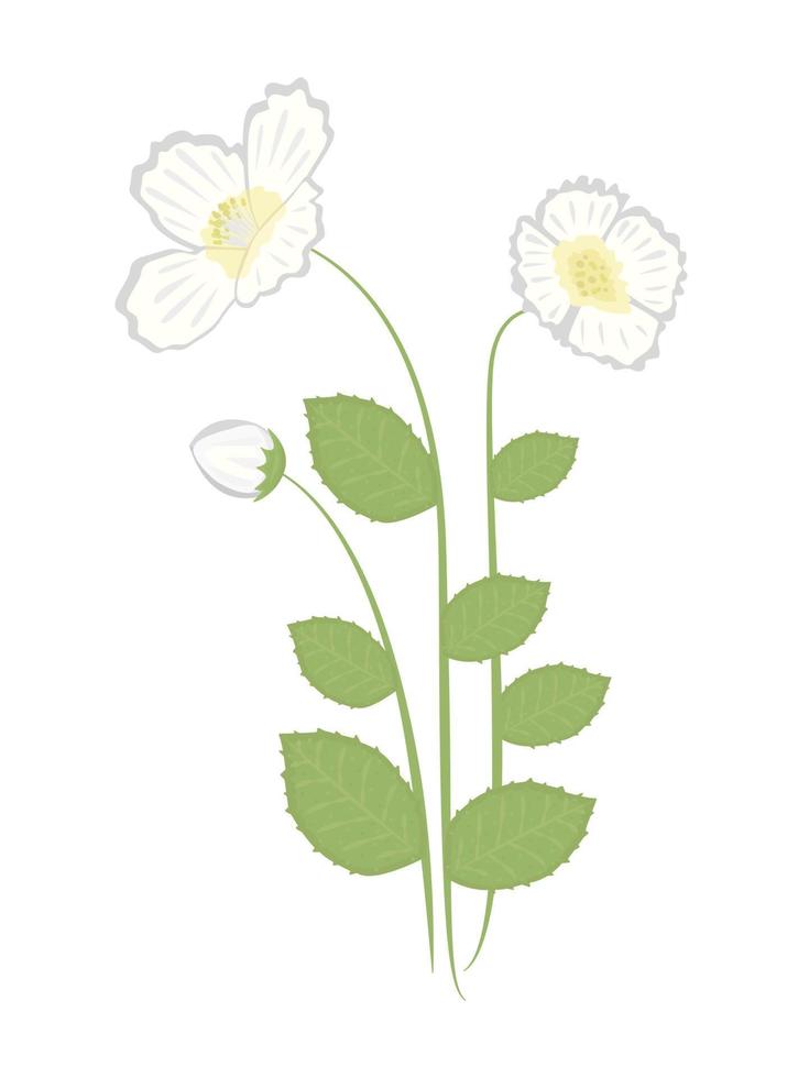 Three jasmine flowers, illustration vector