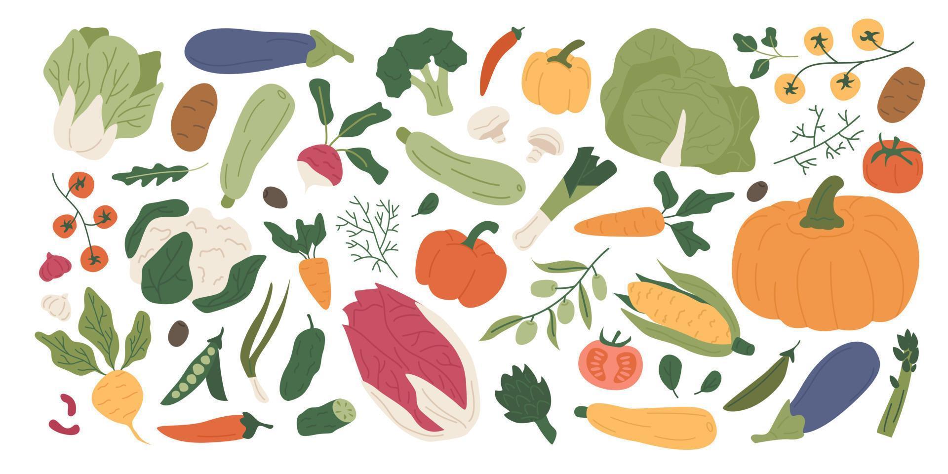 colorida colección de verduras orgánicas frescas y verduras comestibles. conjunto de cosecha agrícola de verano y otoño, cultivos naturales, ensaladas, hierbas. comida vegetariana saludable. ilustración en estilo plano. vector