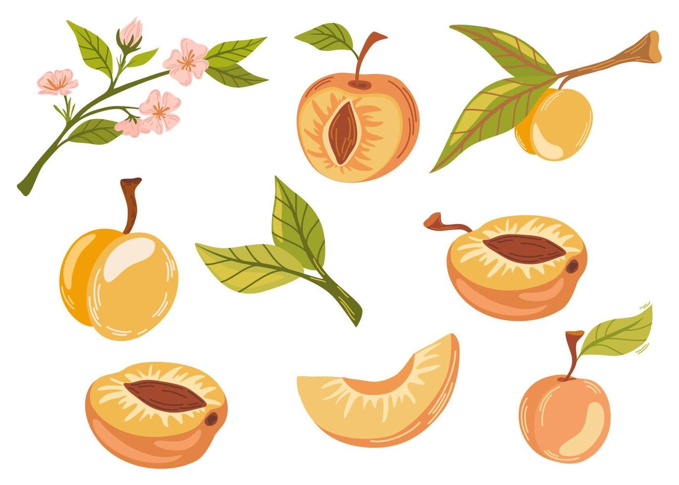 conjunto de frutas de albaricoque. planta de jardín madura entera y media pieza con tallo y núcleo. jugosa fruta natural de granja saludable, producción orgánica. ilustración de dibujos animados de vector aislado sobre fondo blanco