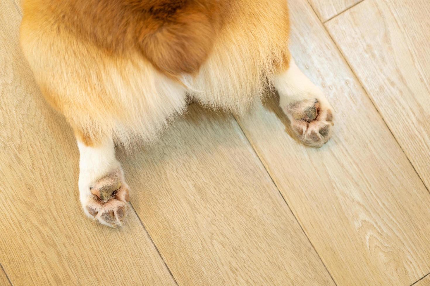 Corgi butt. The pads on the paws are seen. Image with selective focus. Closeup of cardigan welsh corgi butt lying on its stomach photo