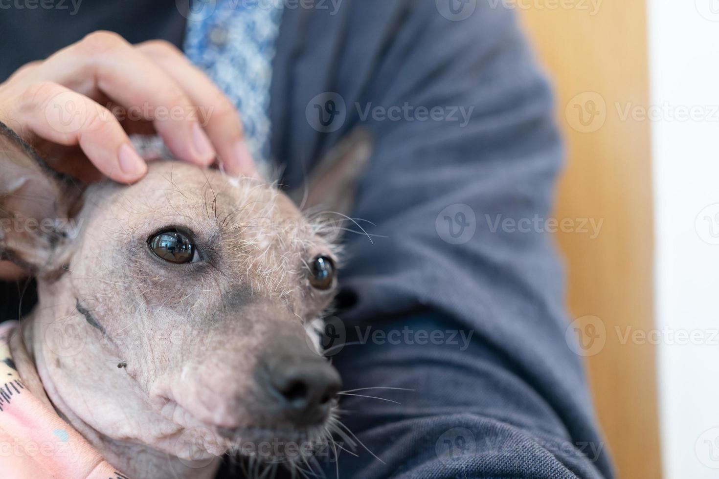 A man's hand strokes the dog's muzzle. Loyalty, loyalty of the pet. Love and friendship of a dog and a man. A sick animal. Close-up. Hand stroking the sick dog's head with love. photo