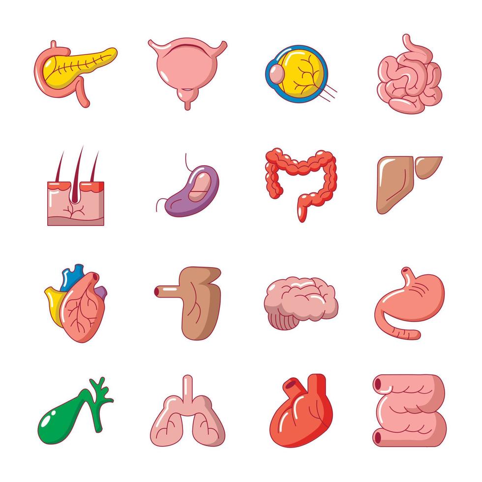 Internal human organs icons set, cartoon style vector