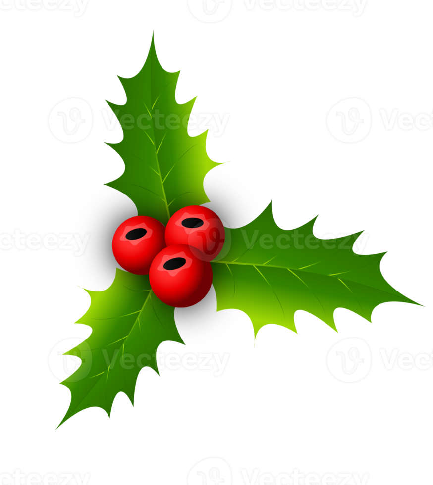 Holly berry set. Isolated holly berry png