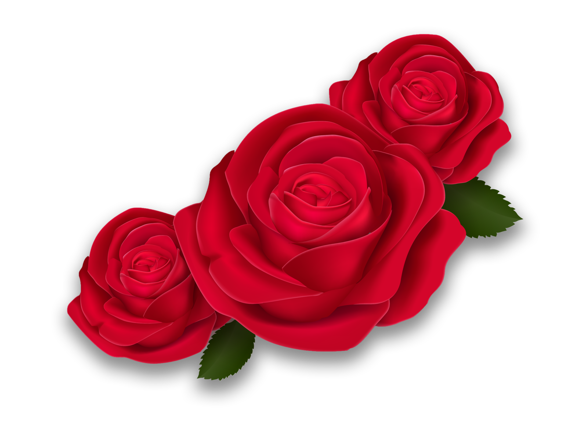 Vermelho Escuro, Flor De Rosa Rubi Com Folhas Verdes, 8490168 Png