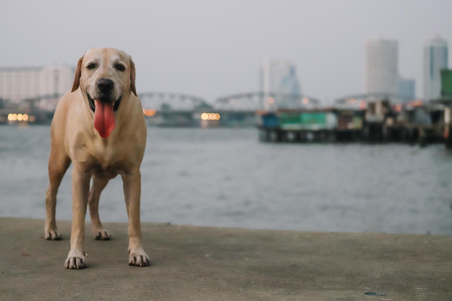 labrador retriever puppy photo