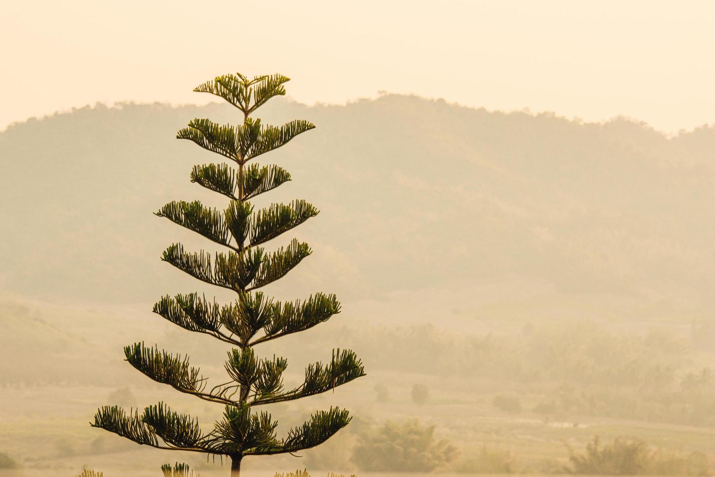 pine radiating branches growing beautifully, with mountains in the background in the bright morning atmosphere. photo