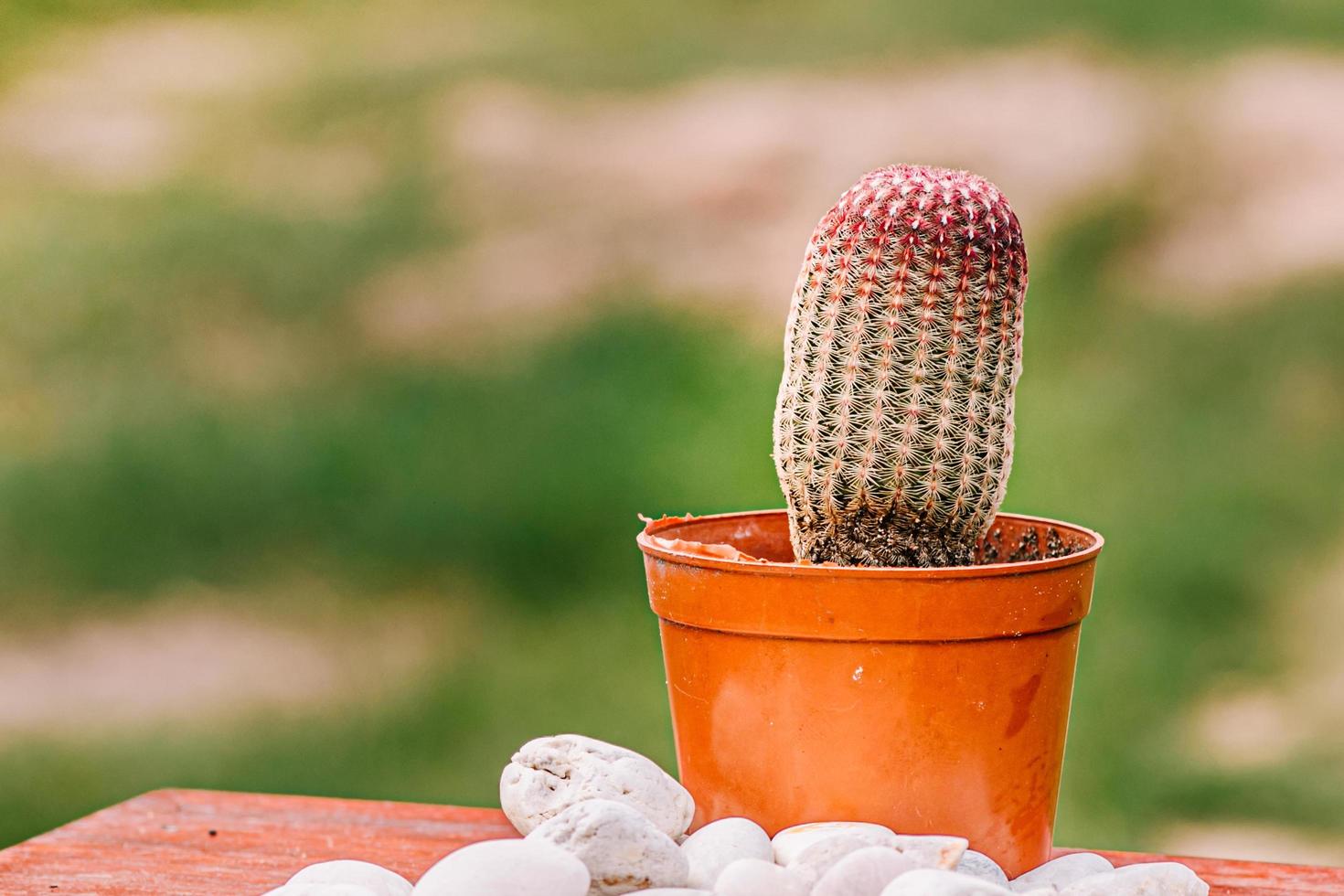 Collection of cactuses  Cactus wood, cactus in tree pot. Cactus plants on wood table and nature background. photo