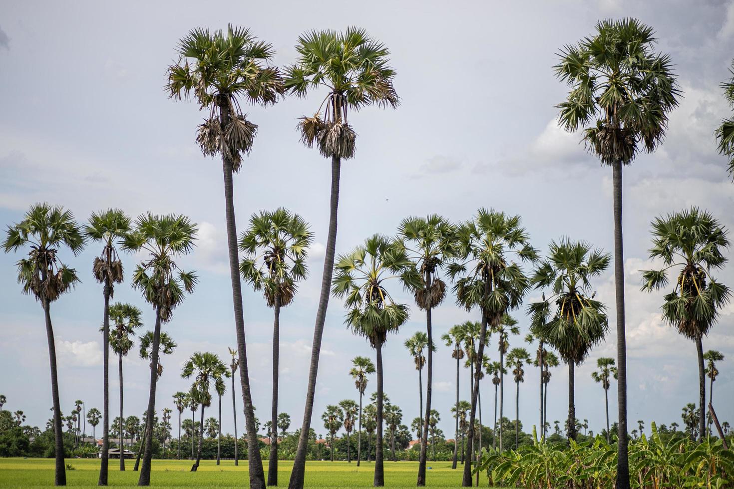 palm trees on the beach photo