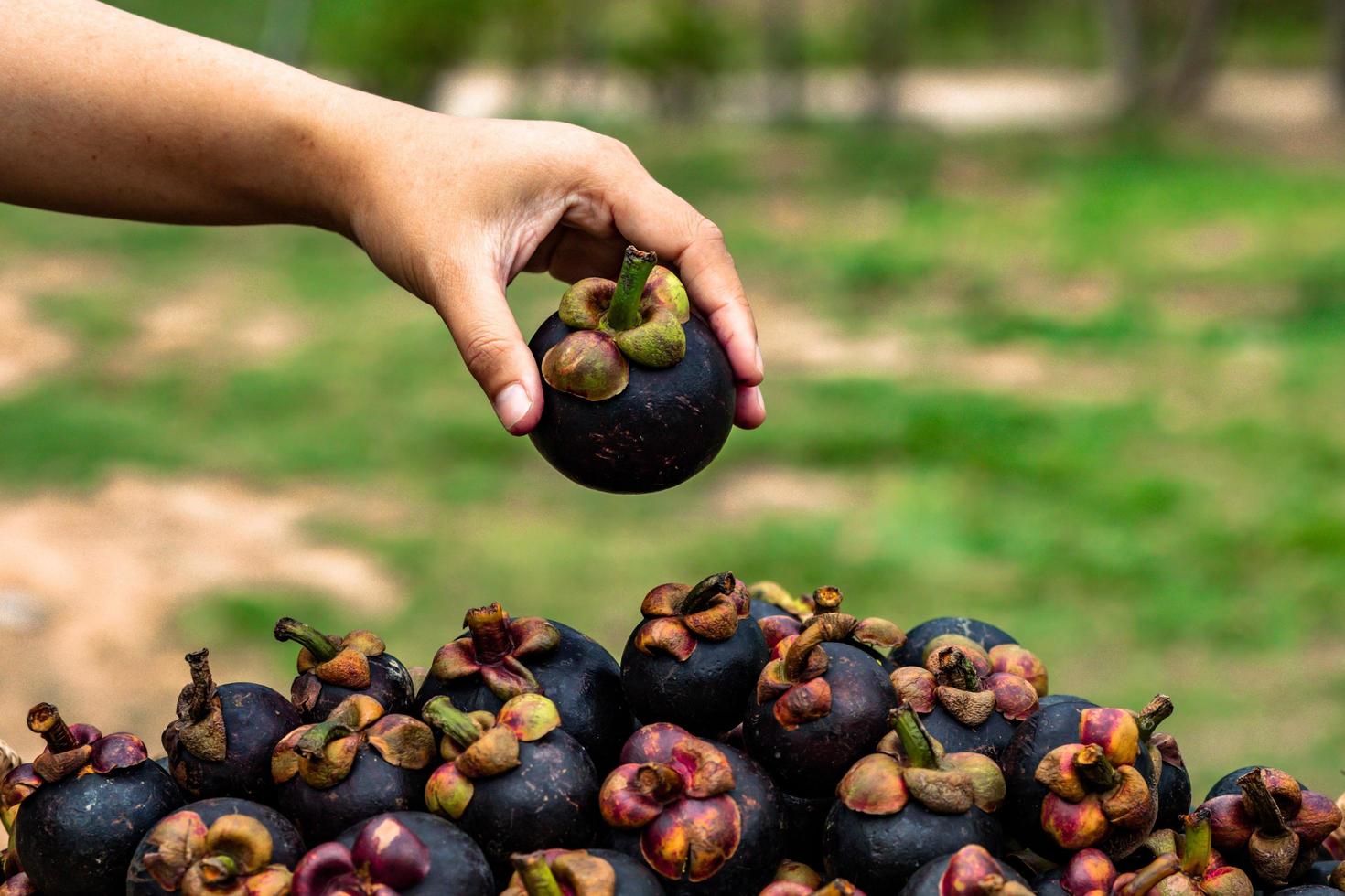 Mangosteen is a fruit from Asia that has been very popular. Mangosteen has been known as The Queen of Fruits photo