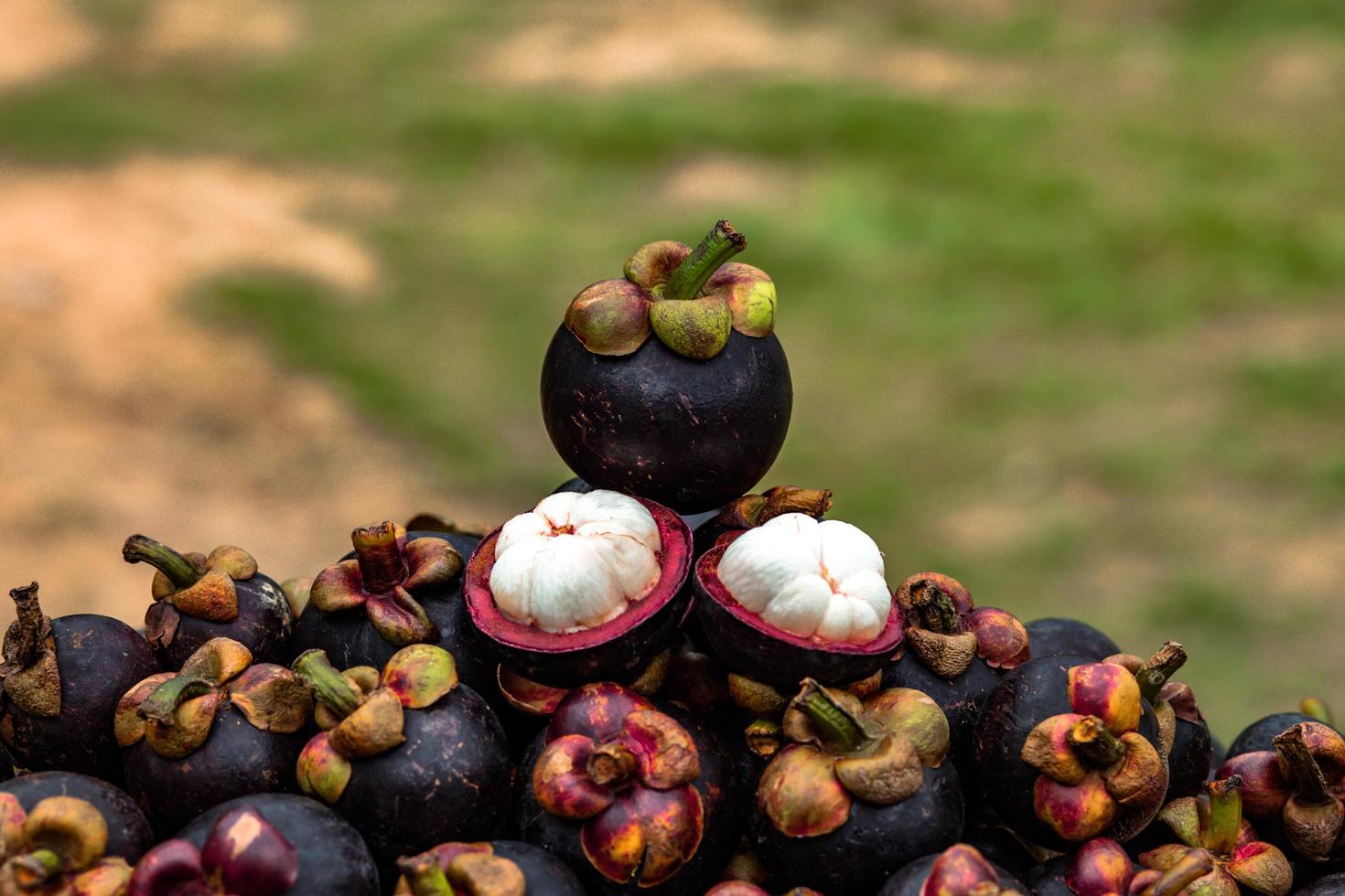 El mangostán es una fruta de Asia que ha sido muy popular. el mangostán ha sido conocido como la reina de las frutas foto