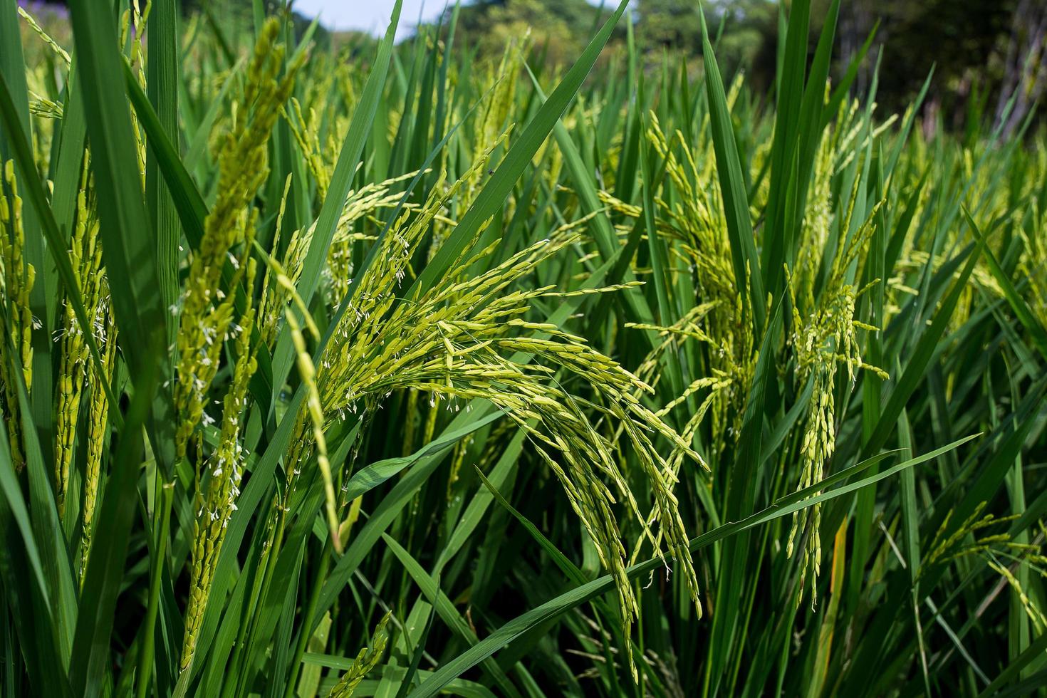 campo de cultivo de plantas de arroz. arroz verde. cultivo de cultivos importantes de tailandia. foto