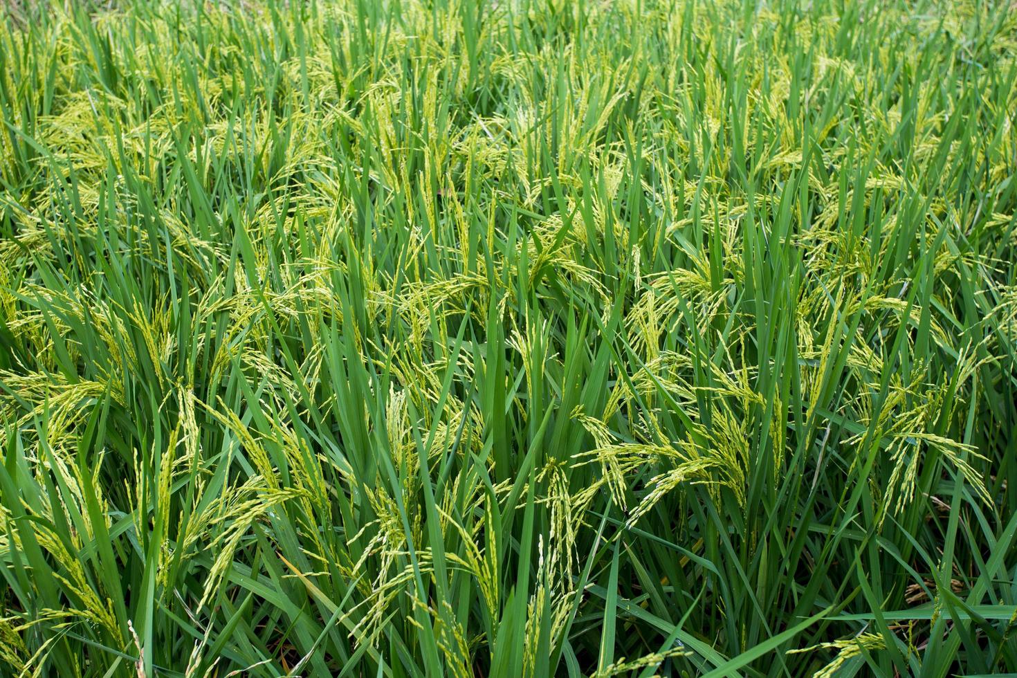 field of growing rice plants. green paddy. Cultivation of important crops of Thailand. photo