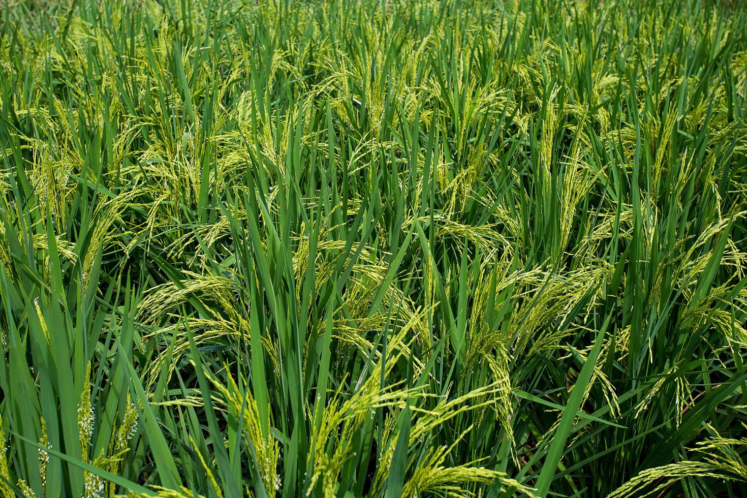 field of growing rice plants. green paddy. Cultivation of important crops of Thailand. photo