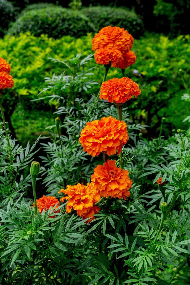 Marigold garden, beautiful outdoor flower garden, flowers are orange. photo