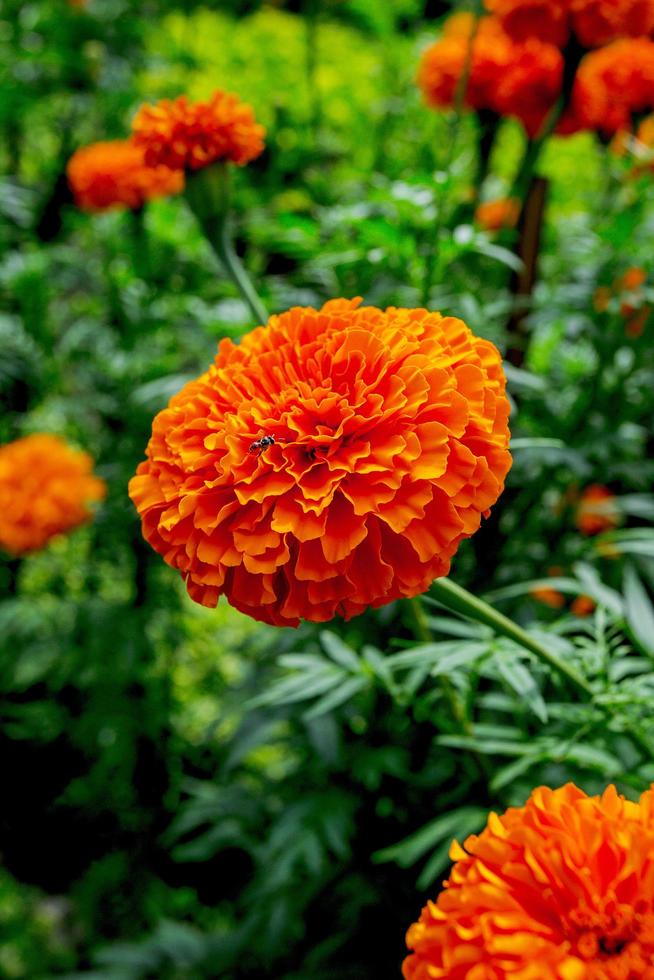 Marigold garden, beautiful outdoor flower garden, flowers are orange. photo