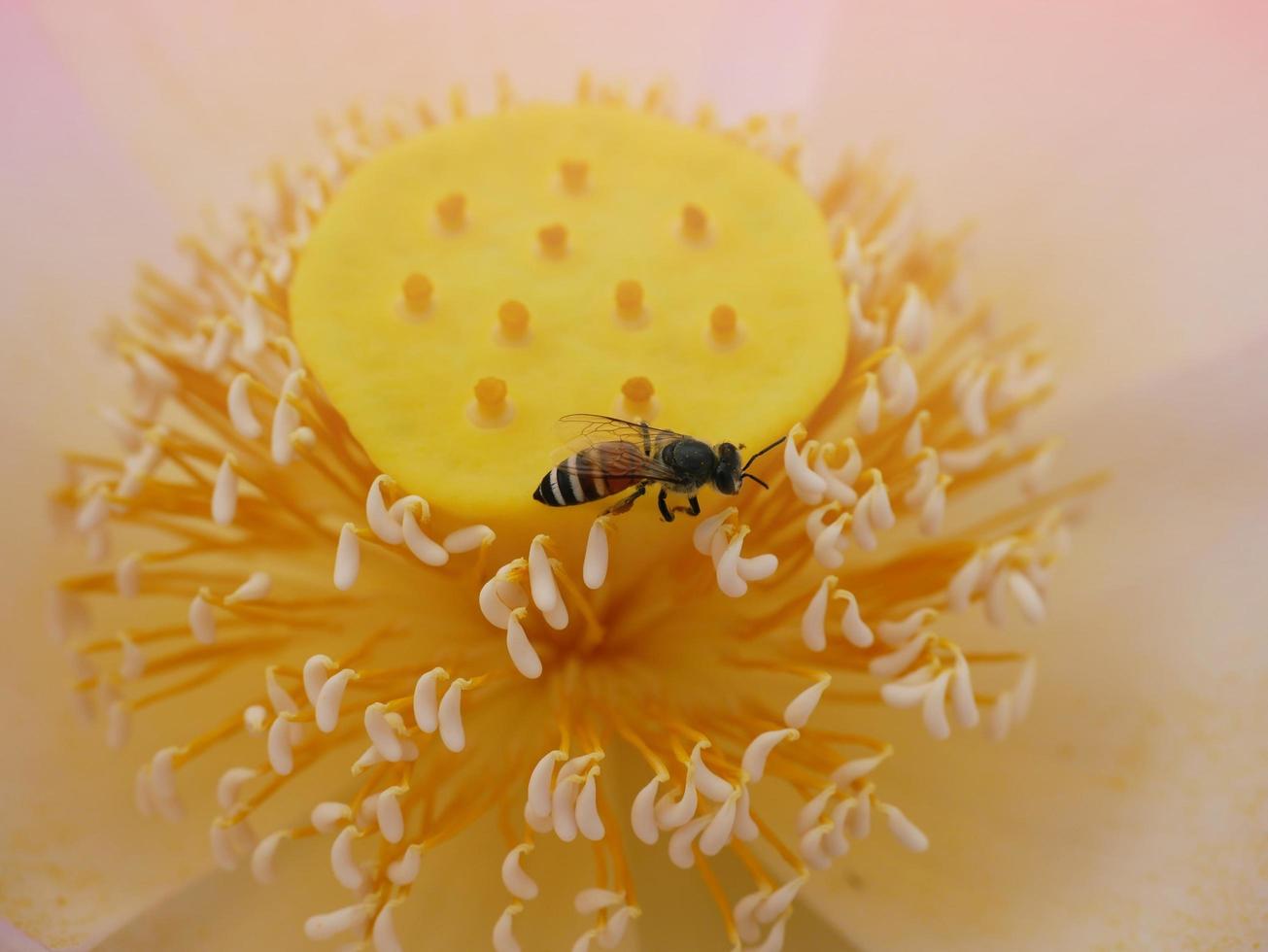 flower bee Close-up of a large striped bee collecting pollen on yellow flowers. Macro Banner. photo