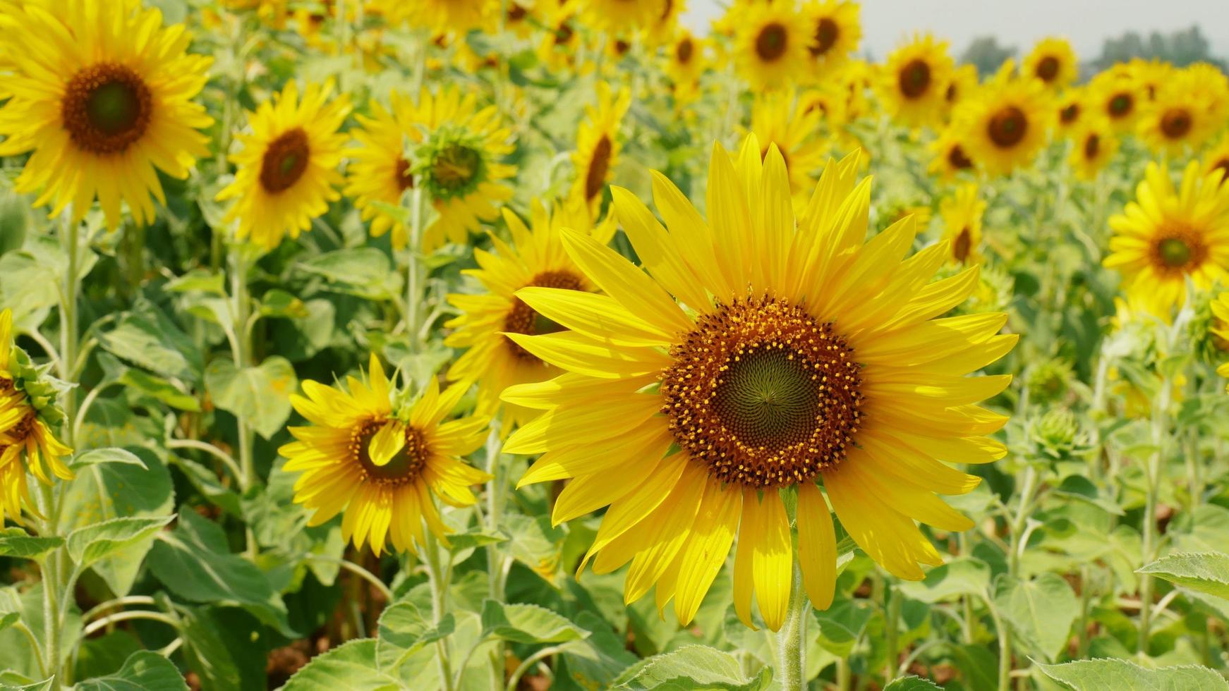 campos de girasoles que florecen en el campo de verano. foto