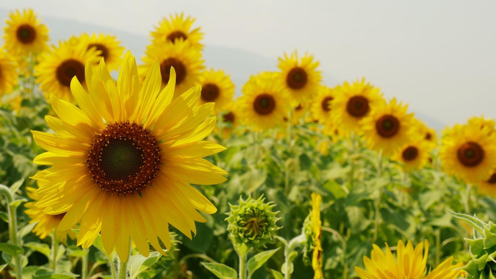 Sunflower fields blooming in the summer countryside. photo