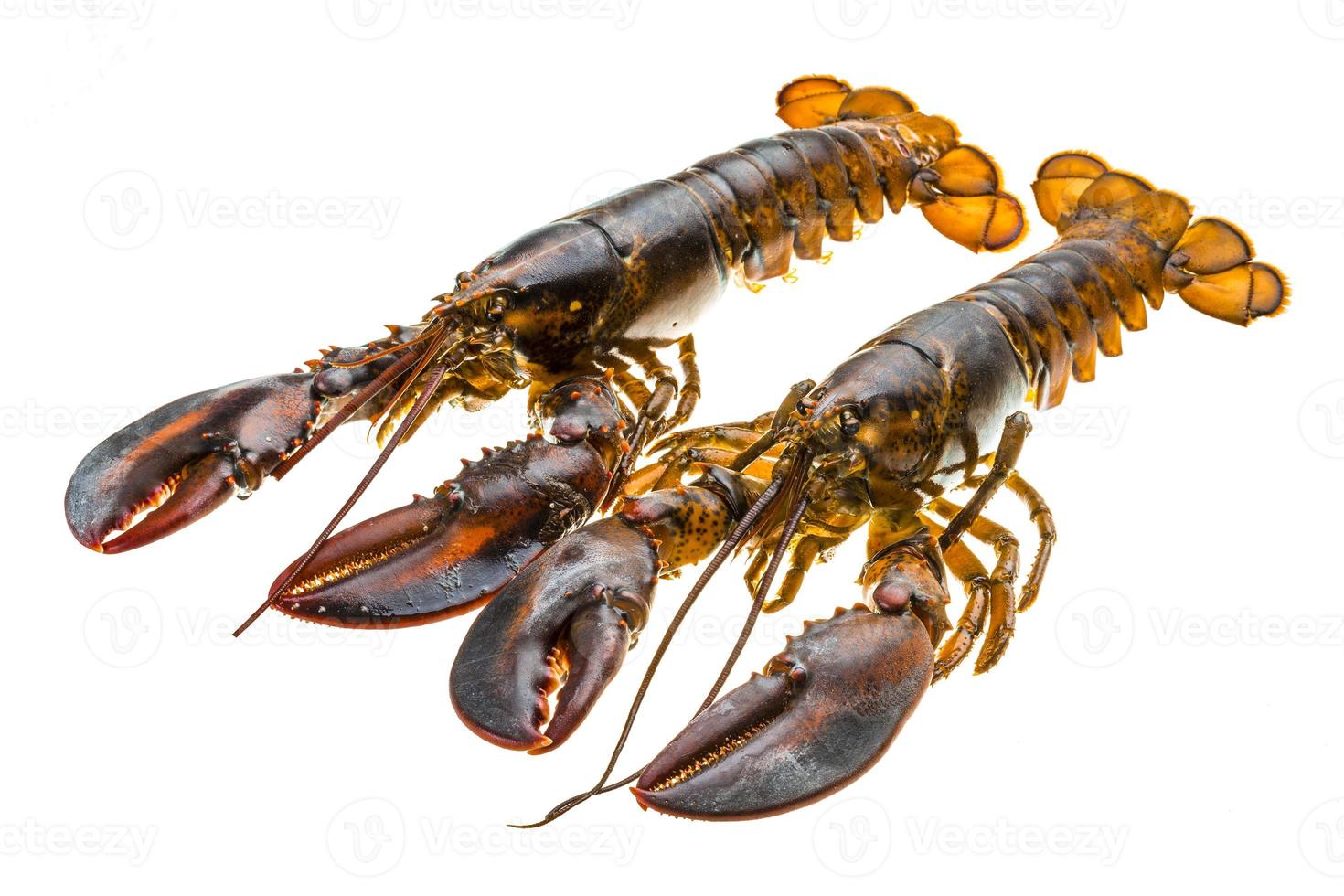 Raw lobster on white photo