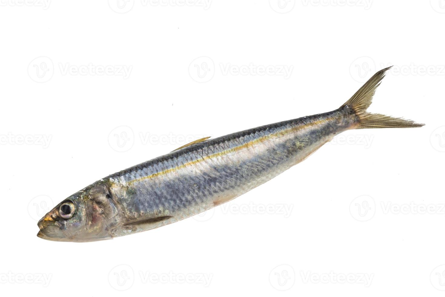 Fresh Herring on white photo