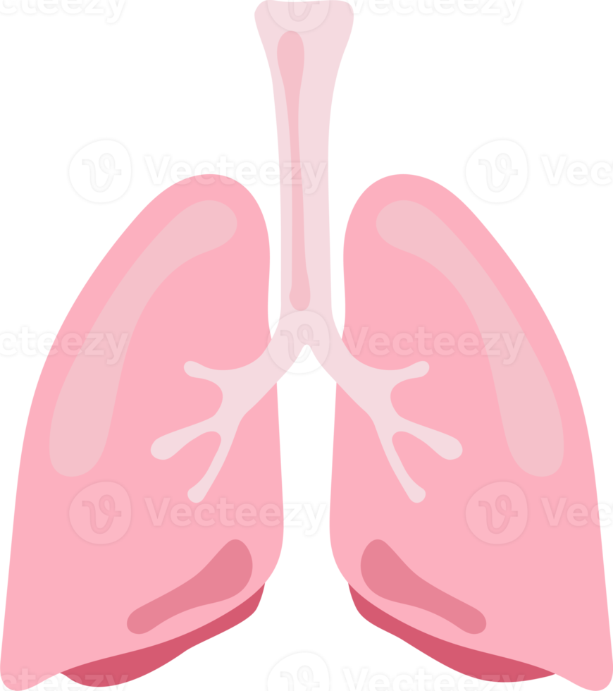 lunga mänskliga inre organ anatomi png illustration platt design