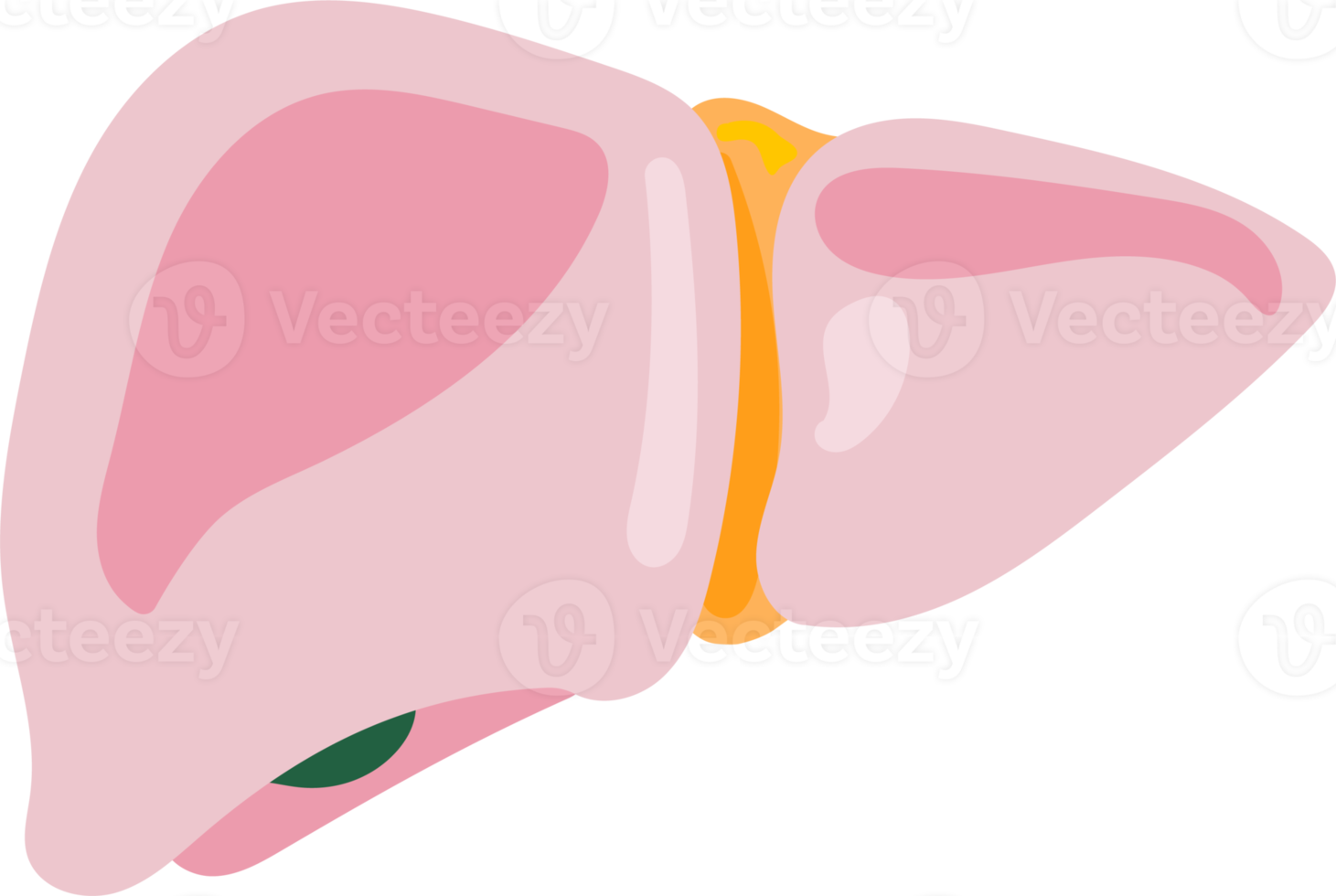 fígado humano órgão interno anatomia png ilustração design plano