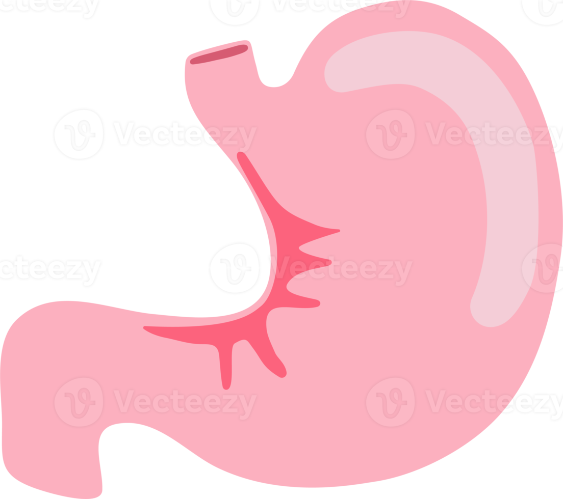 magen mänskliga inre organ anatomi png illustration platt design